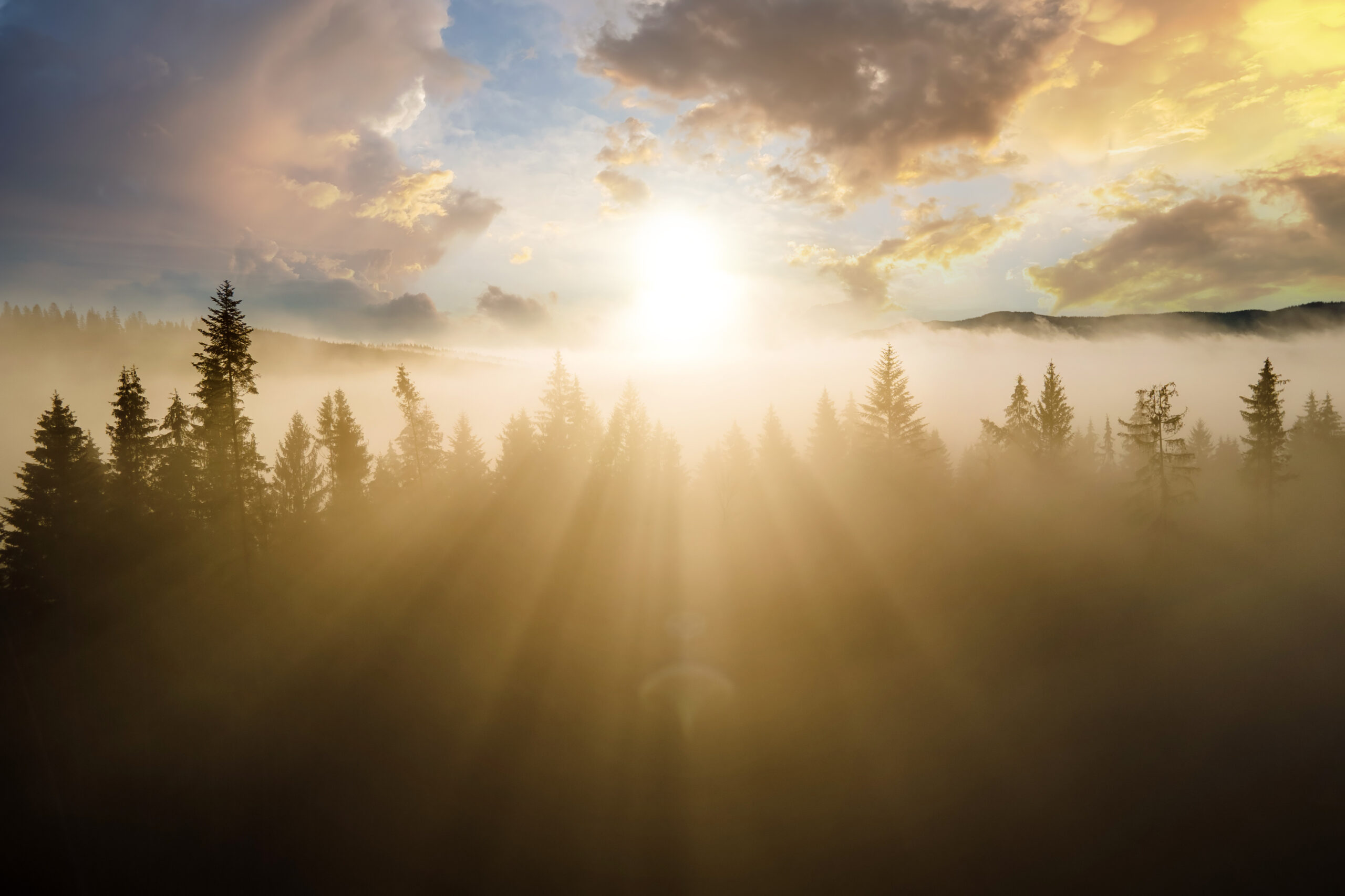 Terms and Conditions